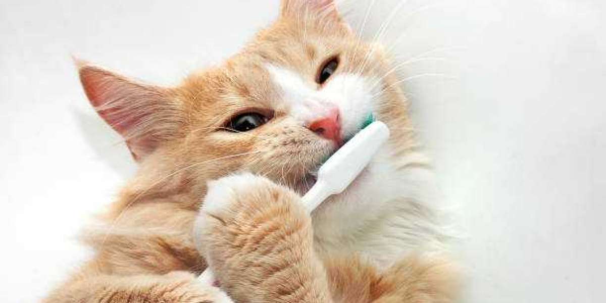 Cat Teeth Cleaning: Is It Really Necessary for Your Cat?