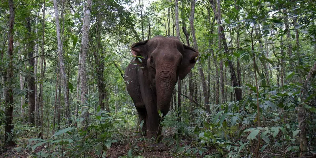 Elephants in need – dependency on tourism is endangering the well-being of captive elephants