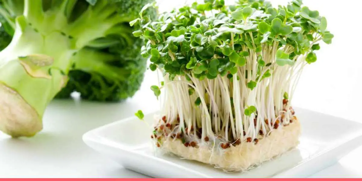 How to Grow Broccoli Sprouts (& Why We All Should)