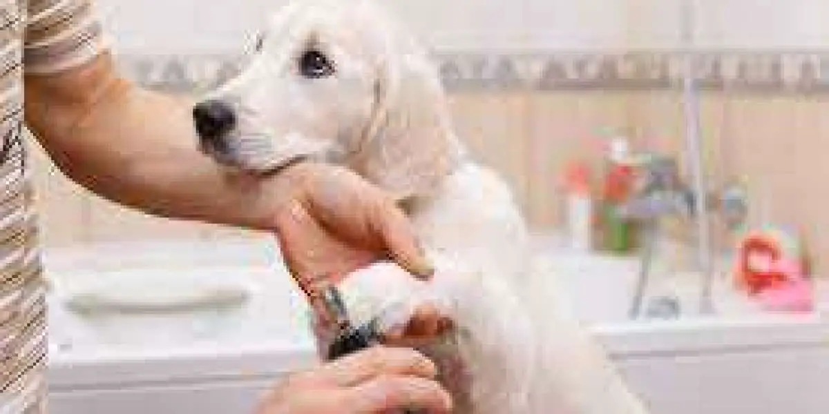 Home is Where the Hair Is: Grooming Your Dog Like a Pro
