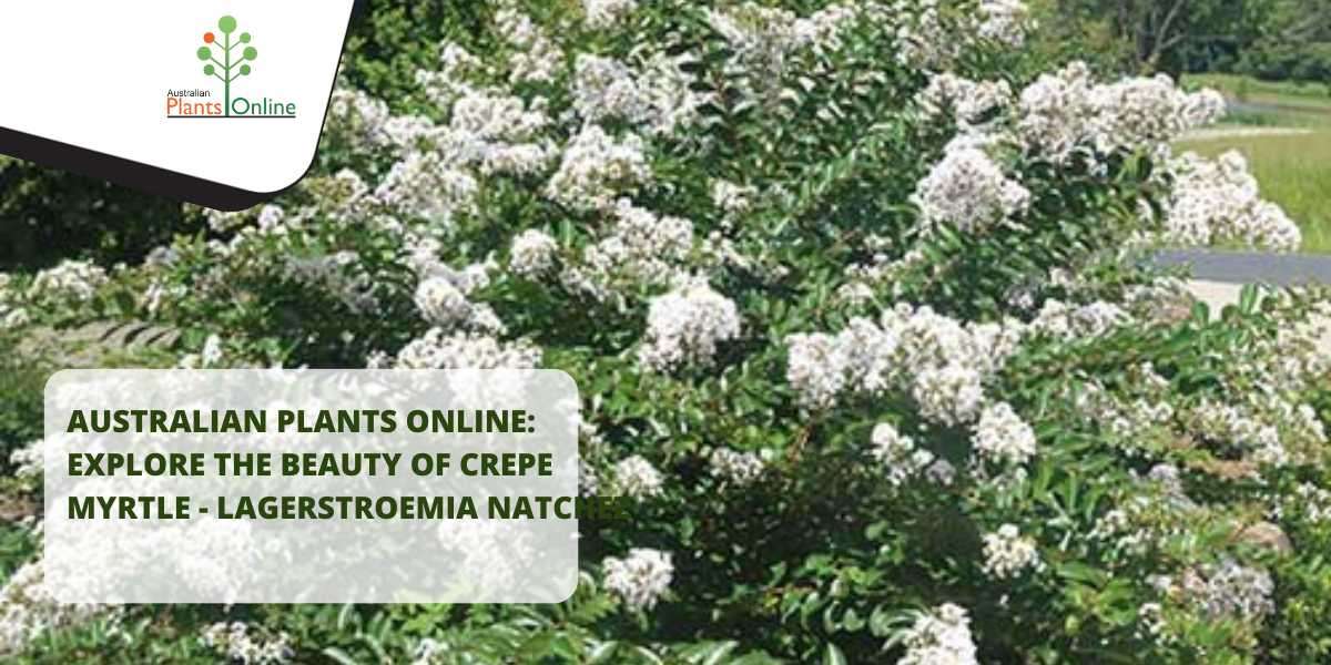 Australian Plants Online: Explore the Beauty of Crepe Myrtle - Lagerstroemia Natchez