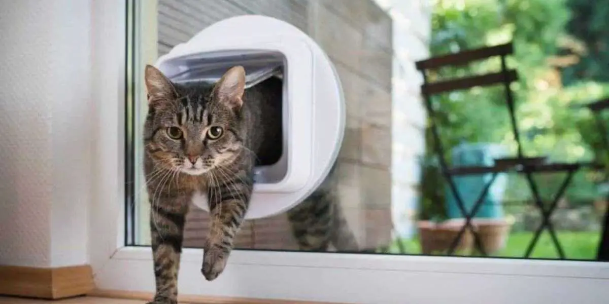 Finding the Best Cat Flap Fitters Near You