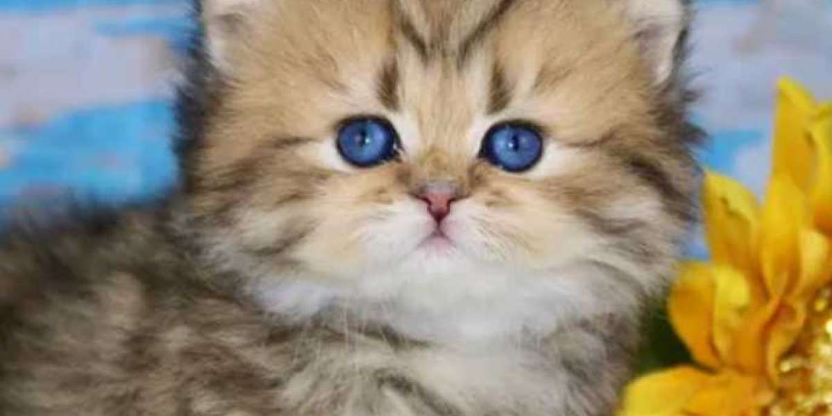 Uncover the Charm of Doll Face Persian Kittens: Exquisite Beauties for Sale