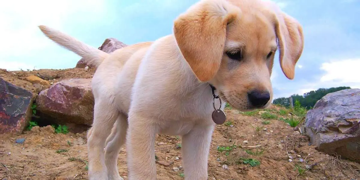 Exploring Labrador Retriever Puppies for Sale in Lucknow: A Comprehensive Guide