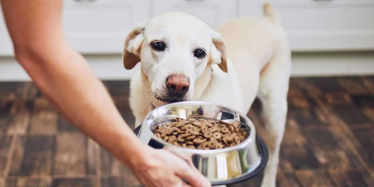 Insights into Mexico Dog Food Market: Trends, Consumption, Growth