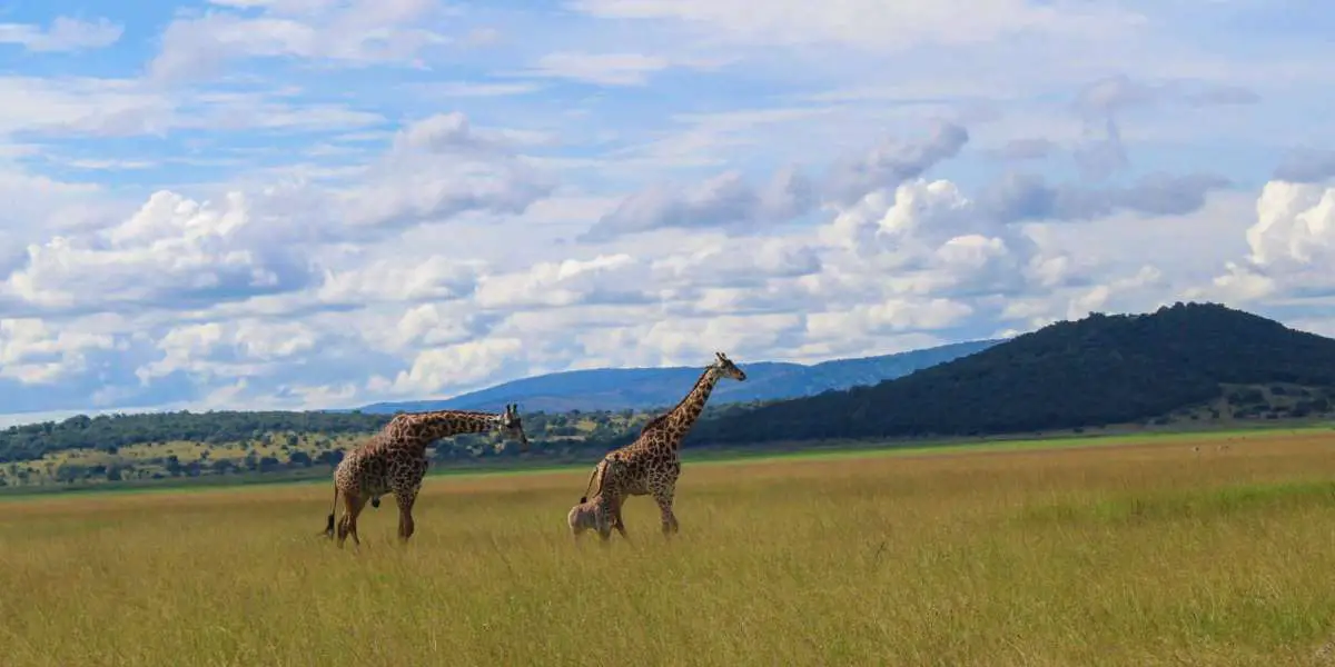 When To Opt For Rwanda Vacation Tour Packages?